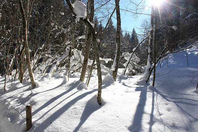 tiefverschneite Winterwelt im Eistobel - (2 PIP)