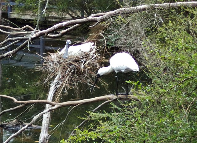 nesting Royal Spoonbills