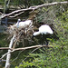 nesting Royal Spoonbills