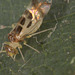 IMG 6509barkfly approx 2mm long