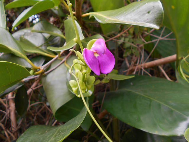 DSCN1442 - canavalia ou feijão-de-porco Canavalia rosea, Fabaceae Faboideae