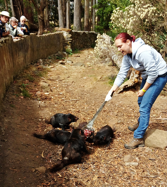 Tassie devils!