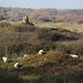 Kenfig Castle ruin