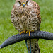 Chester cathedral falconry15