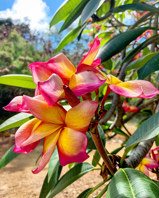 Plumeria