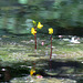 Bladderwort (Utricularia aurea)