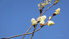 ? Vogelkirsche (Baum) oder Traubenkirsche (Prunus padus)