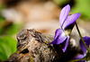 Das Veilchen am Holzstamm :))  The violet on the log :))  La violette sur le billot :))