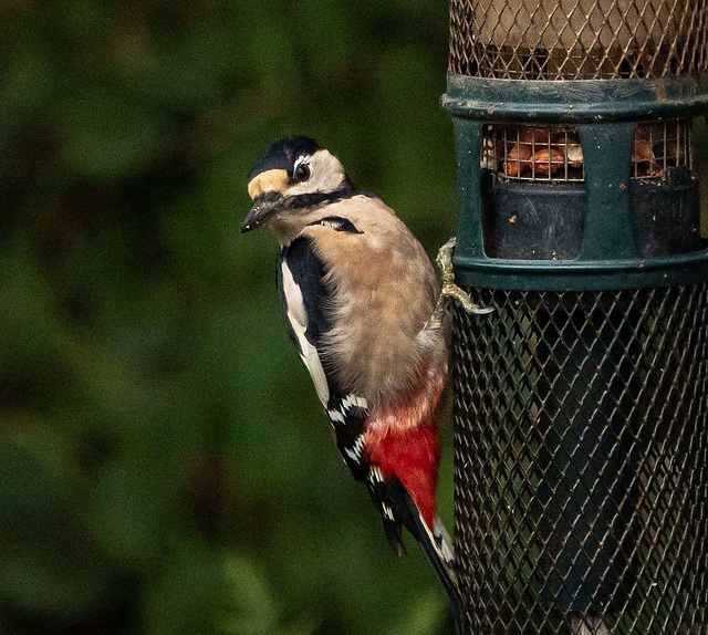 Great spotted woodpecker