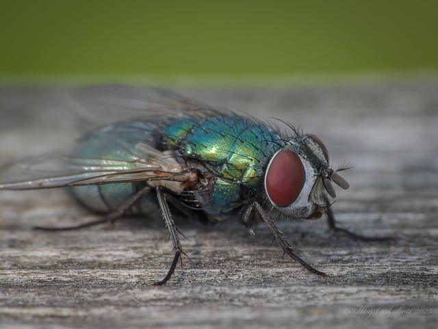Greenbottle
