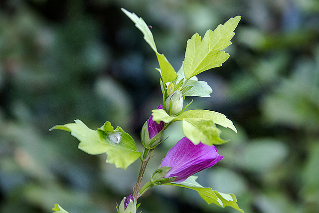 20150809 8455VRAw [D~RI] Roseneibisch (Hibiscus), Rinteln