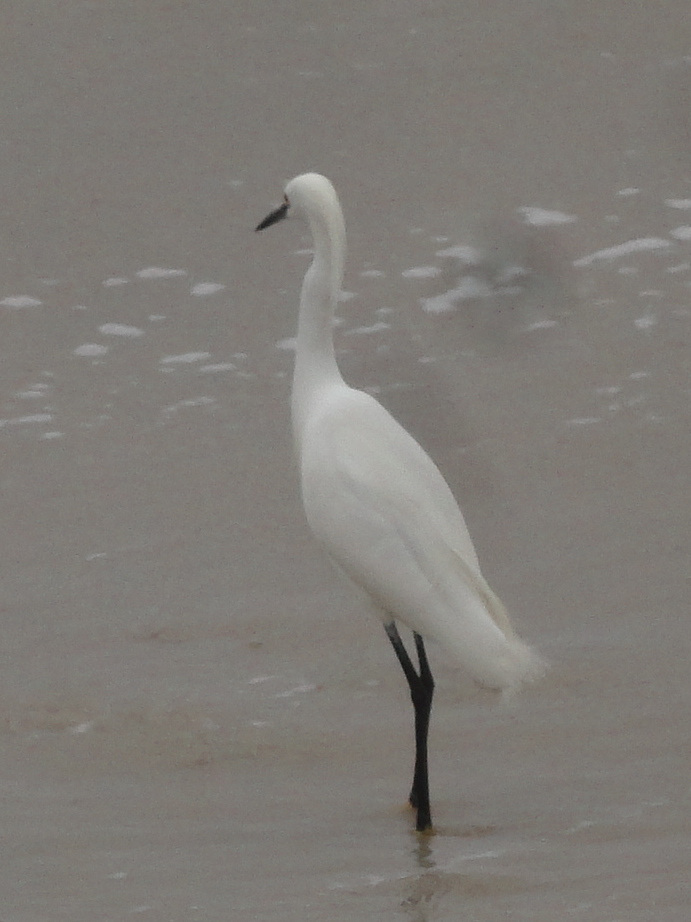 DSC00889a - garça-branca-pequena Egretta thula