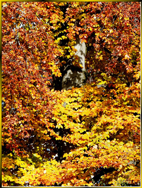 Rotbuches Herbstkleid. ©UdoSm