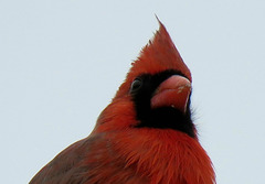 Mr Cardinal ..
