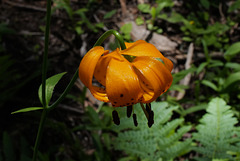 Lilium pardalinum, Sequoia National Park USA L1020135