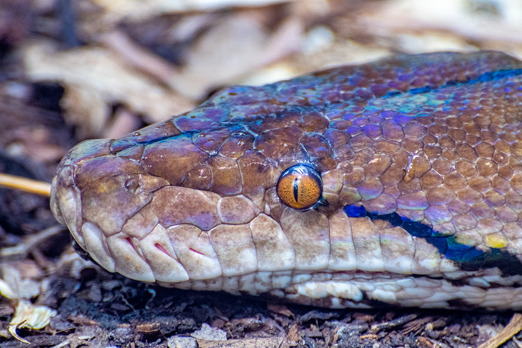 Reticulated python