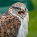 Chester cathedral falconry16