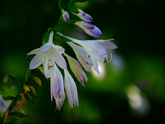 Hosta in Bloom