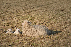 23042021 Lämmer Friedrichsfeld 1