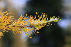 Subalpine Larch