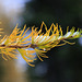 Subalpine Larch