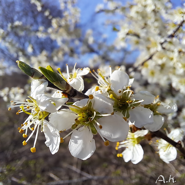 Schlehdorn (Prunus spinosa)