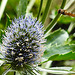 20230722 2835CPw [D~LIP] Mannstreu, Hainschwebfliege, BS