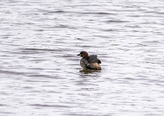 Little grebe