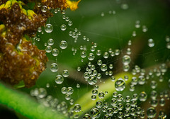 Die Morgentautropfen im Gespinst :)) The morning dewdrops in the web :)) Les gouttes de rosée du matin sur la toile :))