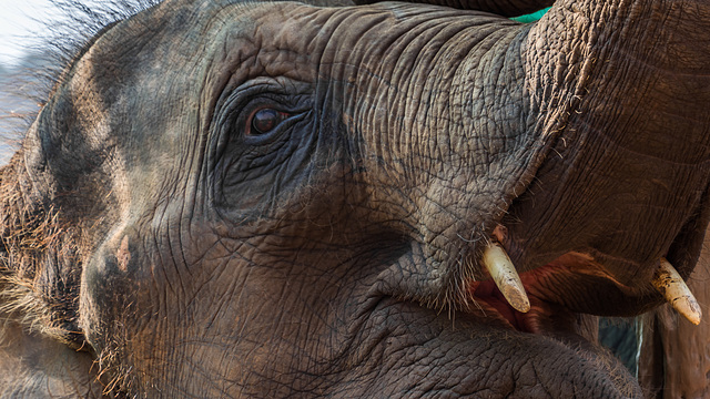 bei den Elefanten im Elephant Rescue Park ... P.i.P.  (© Buelipix)