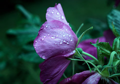 wilting rose wilting rose