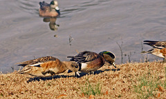 American Widgeon