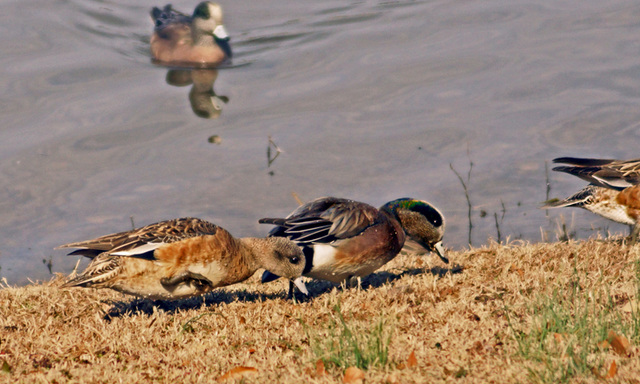 American Widgeon