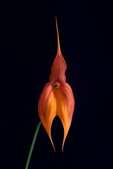 Masdevallia veitchiana 'Betty'