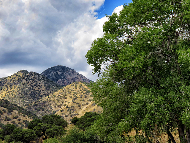 The Huachuca Mountains