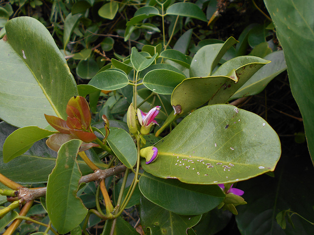 DSCN1444 - canavalia ou feijão-de-porco Canavalia rosea, Fabaceae Faboideae