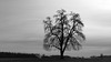 Birnbaum