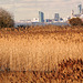 Autumn Reed Beds 2017