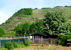 DE - Walporzheim - Vineyards