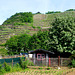 DE - Walporzheim - Vineyards