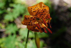 Lilium pardalinum, Sequoia National Park USA L1020139