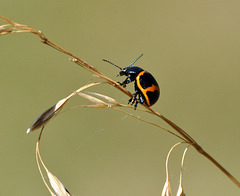 milkweed beetle DSC 7191