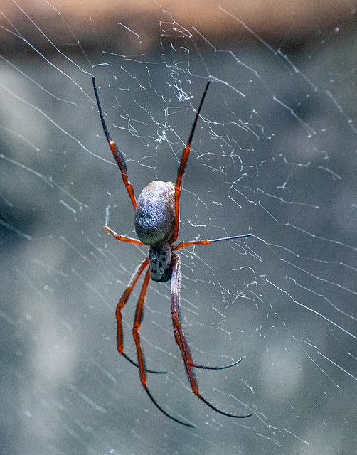 Australian orb weaver spider