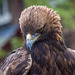 Chester cathedral falconry17