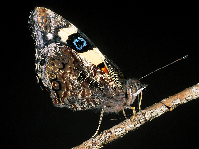 Nymphalidae, Vanessa itea