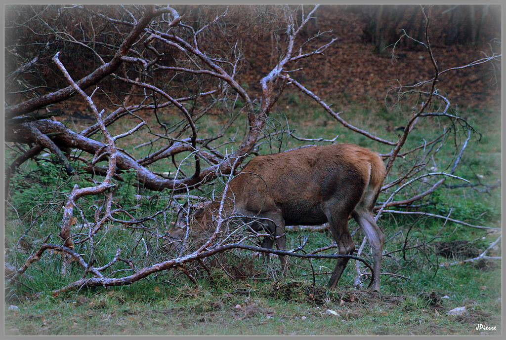 La biche voulant se transformer en...cerf