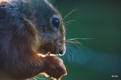 Red Squirrel - detail