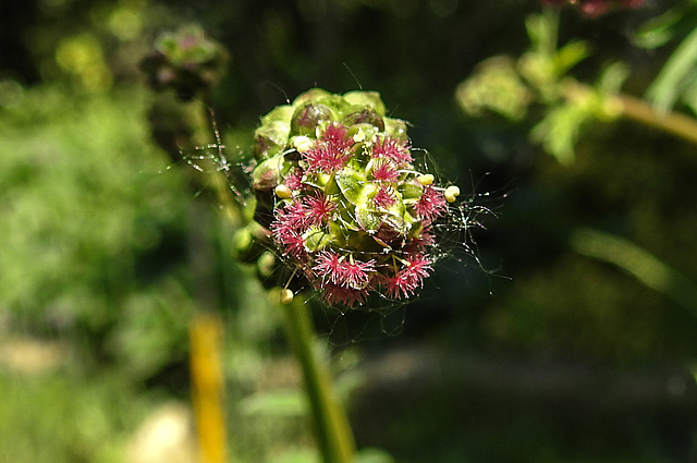 20230604 0603CPw [D~LIP] Kleiner Wiesenknopf (Sanguisorba minor), [Pimpinelle], [Pimpernell], Bad Salzuflen