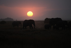 Elephant silhuettes in the dark.