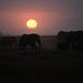 Elephant silhuettes in the dark.